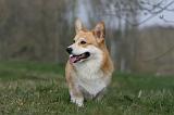 CORGI PEMBROKE 1171